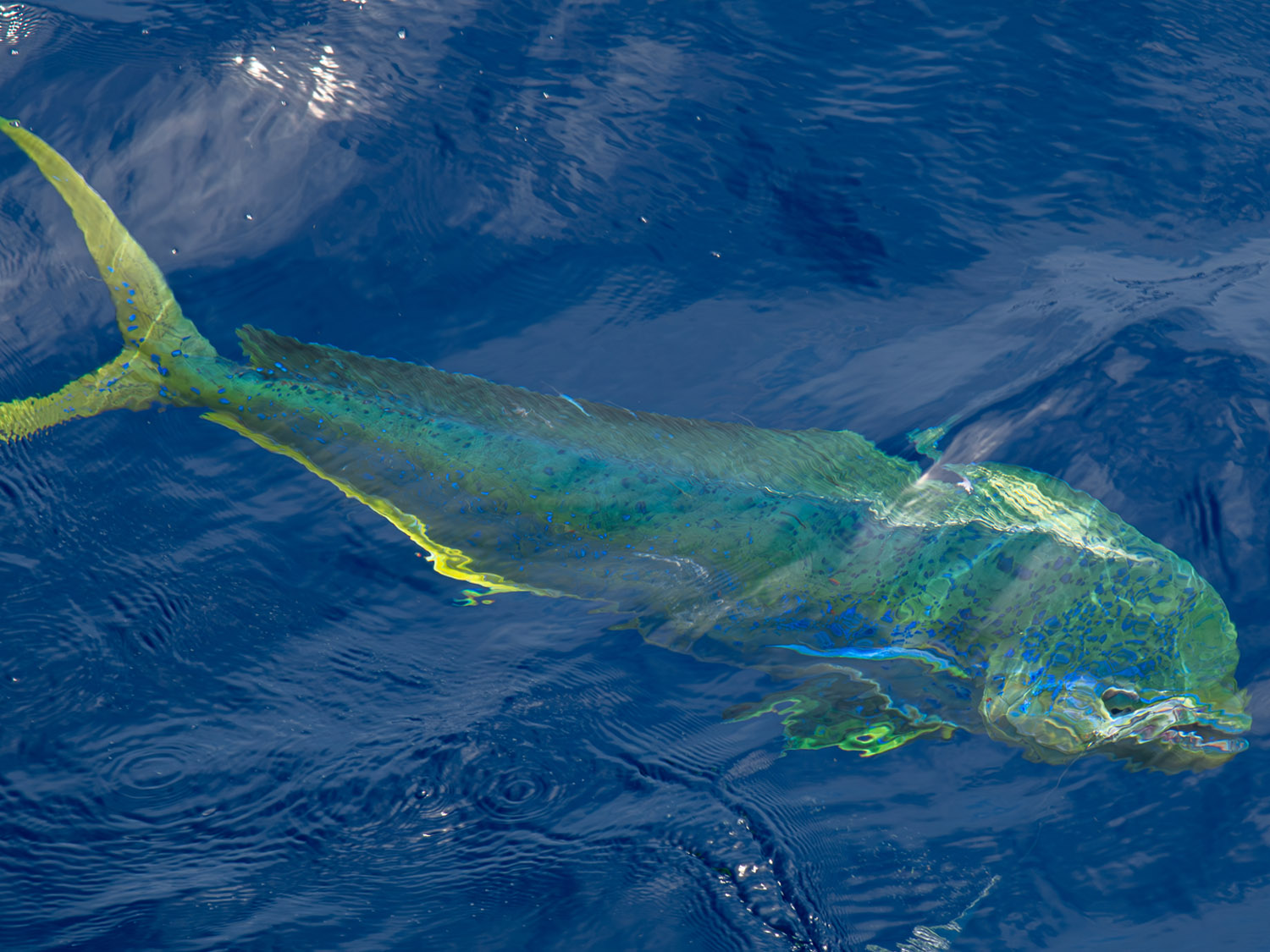Maui Kaanapali Villas Fishing Tours