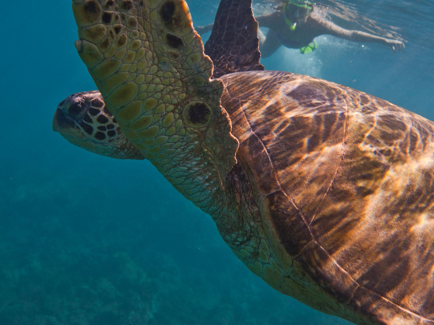 Maui Kaanapali Villas Turtles